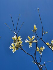 flowers of a white lapacho