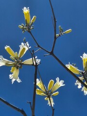 flowers of a white lapacho