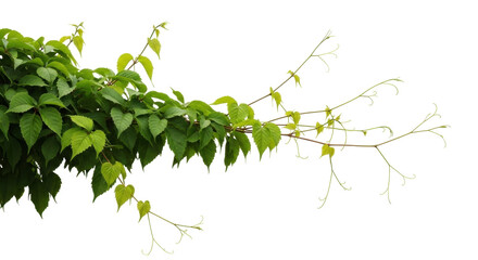 Isolated Virginia creeper foliage, climbing plant with vine tendrils, natural green plant element