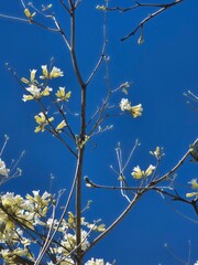 flowers of a white lapacho