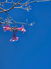 pink flowers of a Handroanthus impetiginosus. pink lapacho