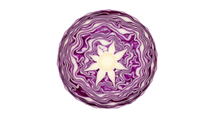 Isolated cross section of red cabbage, showing leaves and beautiful radial pattern