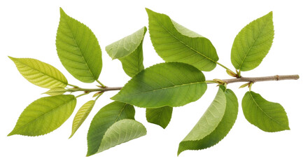 Isolated twig of bird cherry tree with fresh green leaves in spring, foliage of Prunus padus