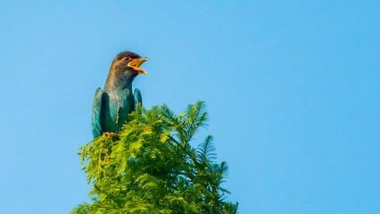 blue bird on a branch