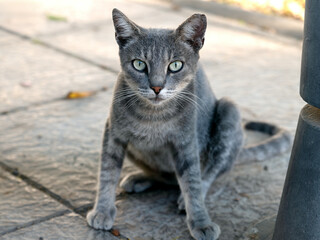 Grey street cat with green eyes sitting on a sunlit stone surface in Gran Canaria. The cat faces the camera directly, alert and calm.