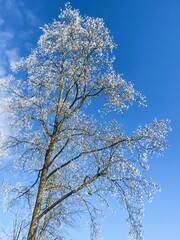 Trees fully covered with Winter Frost on a Beautiful Day under Blue Sky. A natural seasonal landscape of cold beauty and crisp winter.