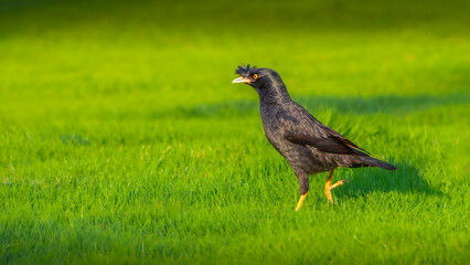 common pheasant in the grass