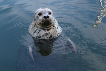 Fototapeta premium Harbour seal gazes in Victoria BC