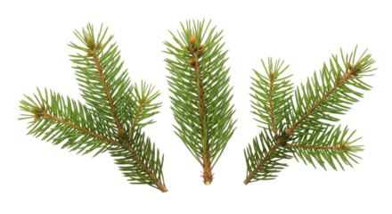 Isolated spruce branches on display, green needles with brown stems, pine family twigs