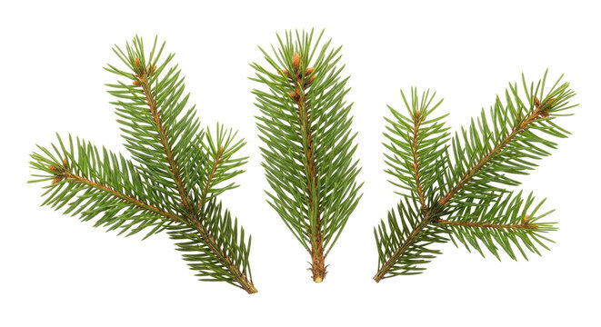 Isolated spruce branches on display, green needles with brown stems, pine family twigs