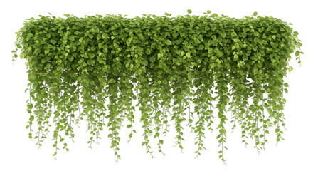 Lush Green Hanging Plant with Cascading Vines leaves