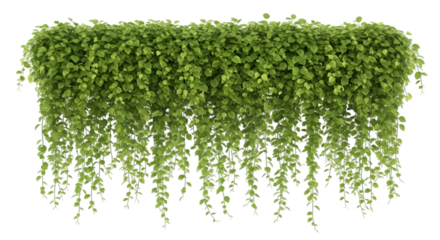 Lush Green Hanging Plant with Cascading Vines leaves