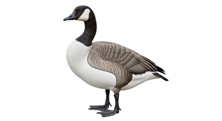 Isolated Canada goose stands in side profile view, wildlife migratory bird, birdwatching