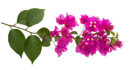 Branch of Pink Bougainvillea Flowers and Green Leaves