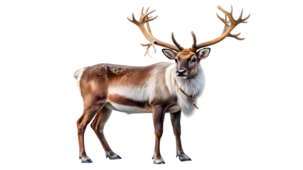 antelope isolated on white