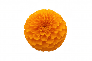 Vibrant orange marigold flower blooming, offering a symbol of warmth and celebration on a transparent background