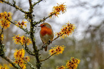 Robin red breast Erithacus rubecula perched amongst bright golden yellow flowers of chinese witch hazel hamamelis mollis with a blurred background