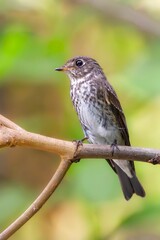 red backed shrike on branch