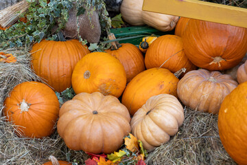 Autumn harvest display with assorted pumpkins on hay at the golden autumn festival in moscow, russia, october 1, 2025, manezhnaya square