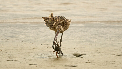 flying birds in the wildlife