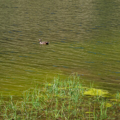 A single wild duck swims in a quiet mountain lake