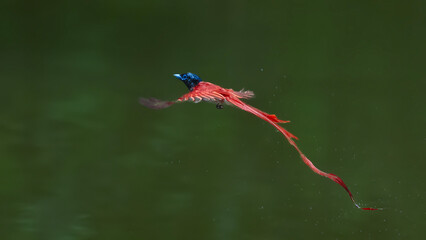 red dragonfly on a green leaf