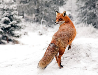 Red fox standing in snowy winter forest in High Tatras mountains, Slovakia wildlife in natural habitat