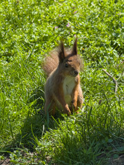 Red squirrel sitting alertly in green grass
