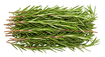 Isolated sprigs of fresh rosemary, aromatic culinary herb ready for cooking, ingredient