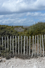 Obraz premium Weathered wooden fence of uneven posts with wire in front of coastal shrubs under a cloudy sky.