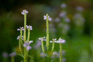A flowering plant in the Vervain family, Verbenaceae. American Vervain (Verbena hastata) also known as Blue Vervain, Simpler's Joy or Swamp Verbena. Flower background
