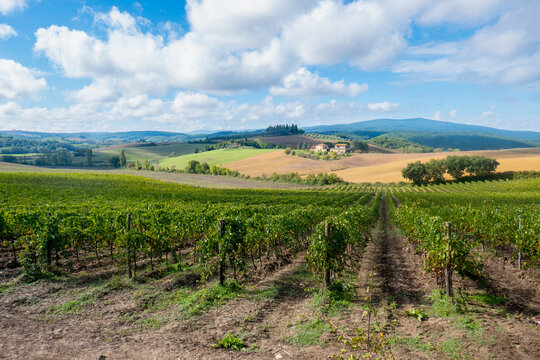 Le colline della Toscana, Italia, con i vigneti di Chianti tra Siena e Firenze lungo la via Romea Sanese