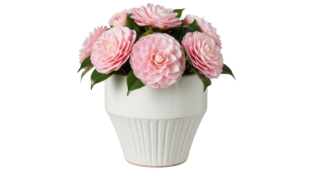 Isolated pink camellias, floral composition in a white pot, home decor arrangement