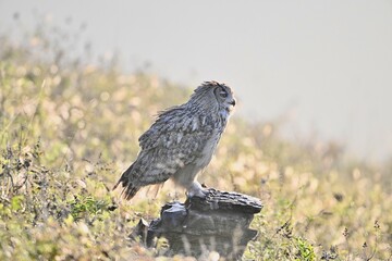 great horned owl in flight