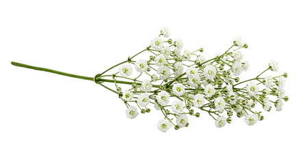 Isolated spray of baby's breath delicate flowers, springtime bouquet, soft light, neutral mood