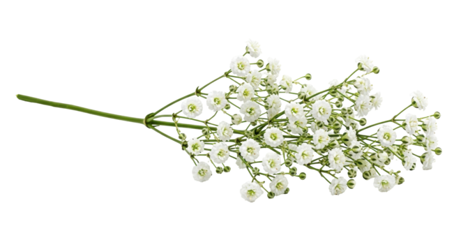 Isolated spray of baby's breath delicate flowers, springtime bouquet, soft light, neutral mood