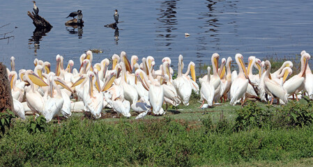 Flock of Great White Pelicans on the shore of Lake Nakuru, Kenya Africa
