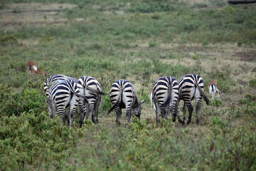 Rear view of a group of Zebra on a wet evening, Kenya Africa

