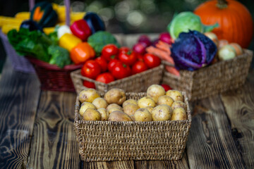 Harvest vegetables and fruits. Autumn harvest background. Basket full of fresh apples, potatoes, and peppers from a harvest. Organic harvest broccoli corn cucumbers ready for market.