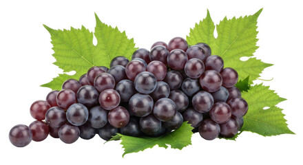 Isolated cluster of concord grapes with leaves, fresh table fruit, healthy food, snack, dessert