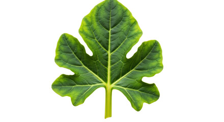 Isolated fig leaf still life closeup botanical nature photography beautiful flora fauna plant