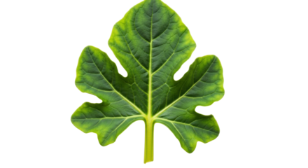 Isolated fig leaf still life closeup botanical nature photography beautiful flora fauna plant