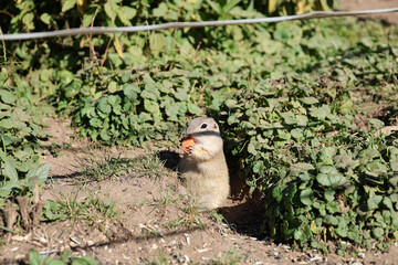 European ground squirrel, National park Muranska Planina, Slovakia.