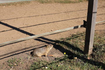 European ground squirrel, National park Muranska Planina, Slovakia.
