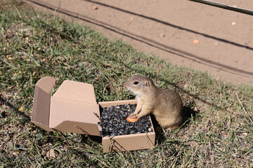 European ground squirrel, National park Muranska Planina, Slovakia.