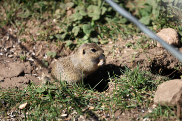 European ground squirrel, National park Muranska Planina, Slovakia.