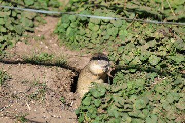 European ground squirrel, National park Muranska Planina, Slovakia.