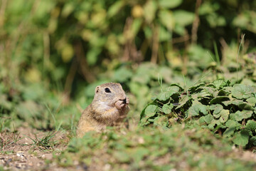 European ground squirrel, National park Muranska Planina, Slovakia.