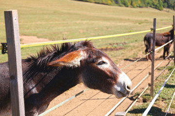 Donkeys as living lawnmowers for ground squirrels, Muranska Planina National Park, Slovakia.