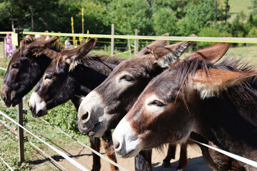 Donkeys as living lawnmowers for ground squirrels, Muranska Planina National Park, Slovakia.